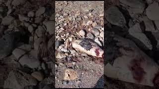 Погибший тюлень на берегу Каспия