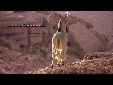 الوعل الجزائري