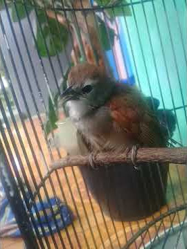 burung tepus pipi perak gacor cocok untuk masteran