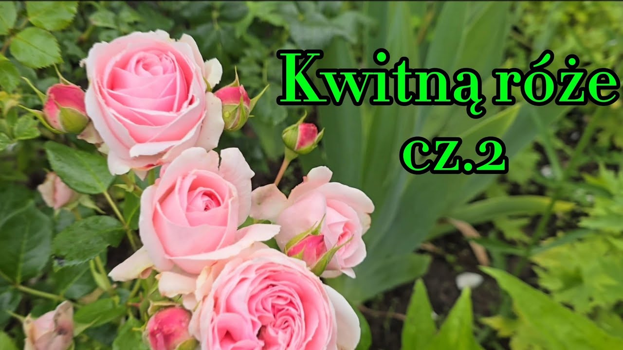 Róże w moim ogrodzie cz. 2