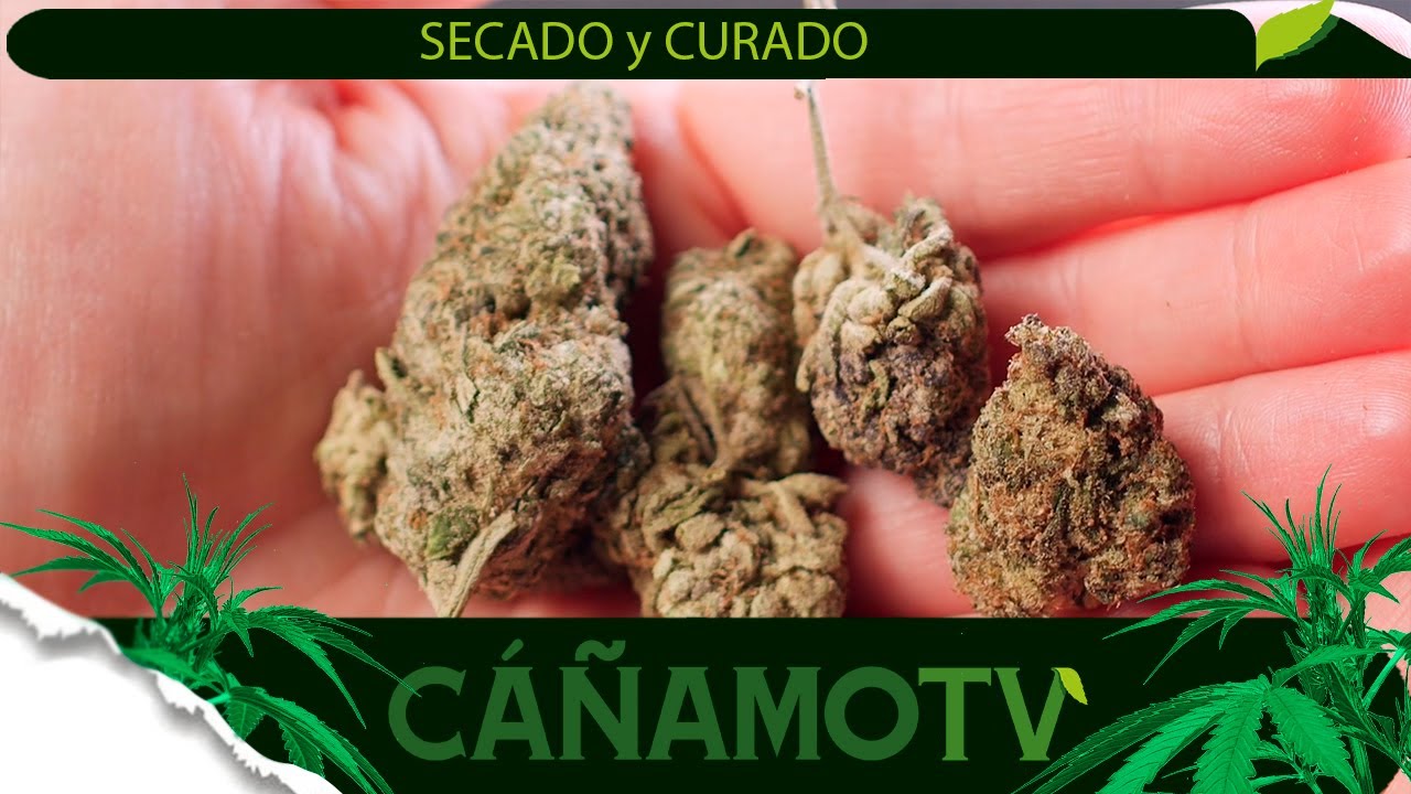 TODO sobre el SECADO y el CURADO. Mars Hydro FC-E4800 is the cost-effective light for 120x120cm area