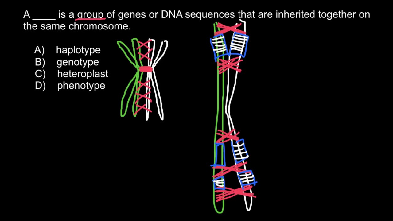 Definitions and examples of: Phenotype, Heteroplast ...