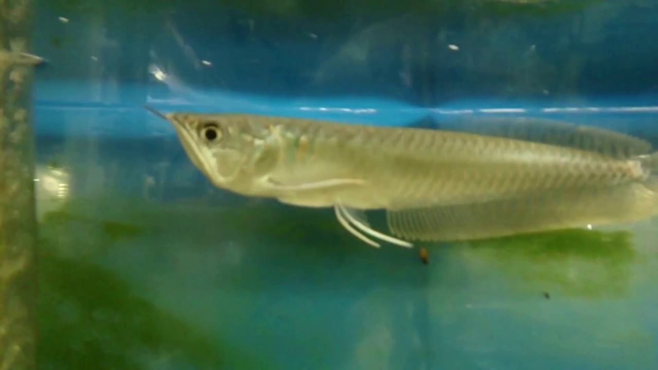 シルバーアロワナの稚魚 Youtube