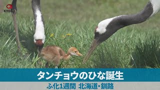 タンチョウのひな誕生 ふ化1週間、北海道・釧路