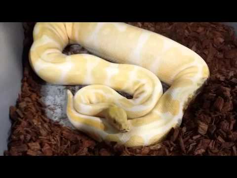 Albino Ovulation!