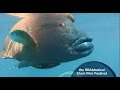 SEAbbatical Short Film Festival