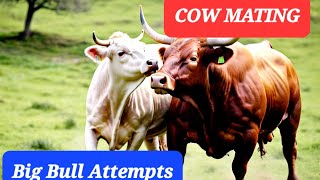 New Cow Mating! Missing mate of cow. #cow #animals animals mating.