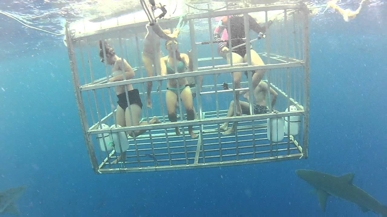 GOPRO Hero 3 Shark Cage Dive off the North Shore of Oahu YouTube