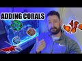 Adding Corals to the Nano Reef Aquarium | Waterbox 20 Cube