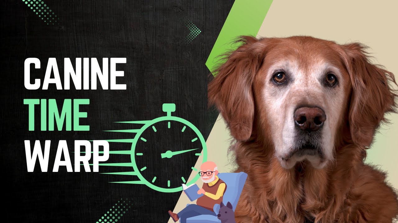 Why Do Dogs Age So Fast? | Dog Aging Process | Canine Lifespan | Pet ...