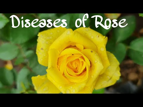 वीडियो: रोग प्रतिरोधी गुलाब के बारे में जानें