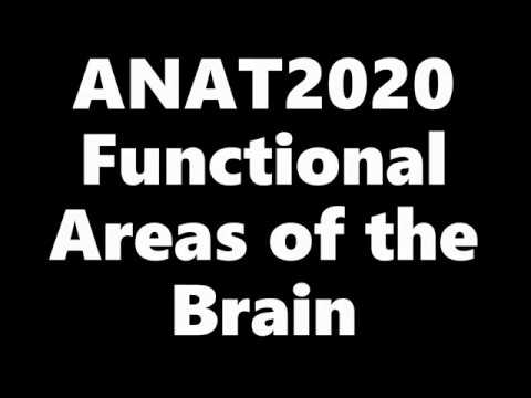 MBBCHII - Functional Areas of the Cerebrum