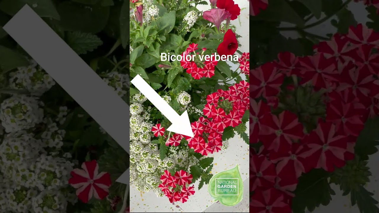 Red and White Combination Planter: The Perfect Way to Celebrate Canada Day