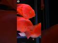 King Kong parrot fish 😍 | 8inch - 12inch ahh 😱😱 | king Kong parrot fish maintaince 😍