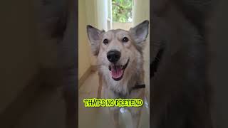 rocky found you 👀 #dogshorts #dogs #puppy #funny #viral #subscribe