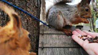 Ворчливая белка 🎧😃🤗 Grumpy Squirrel