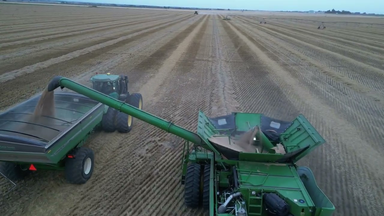 Tadeus fall triticale harvest unloading to grain cart 