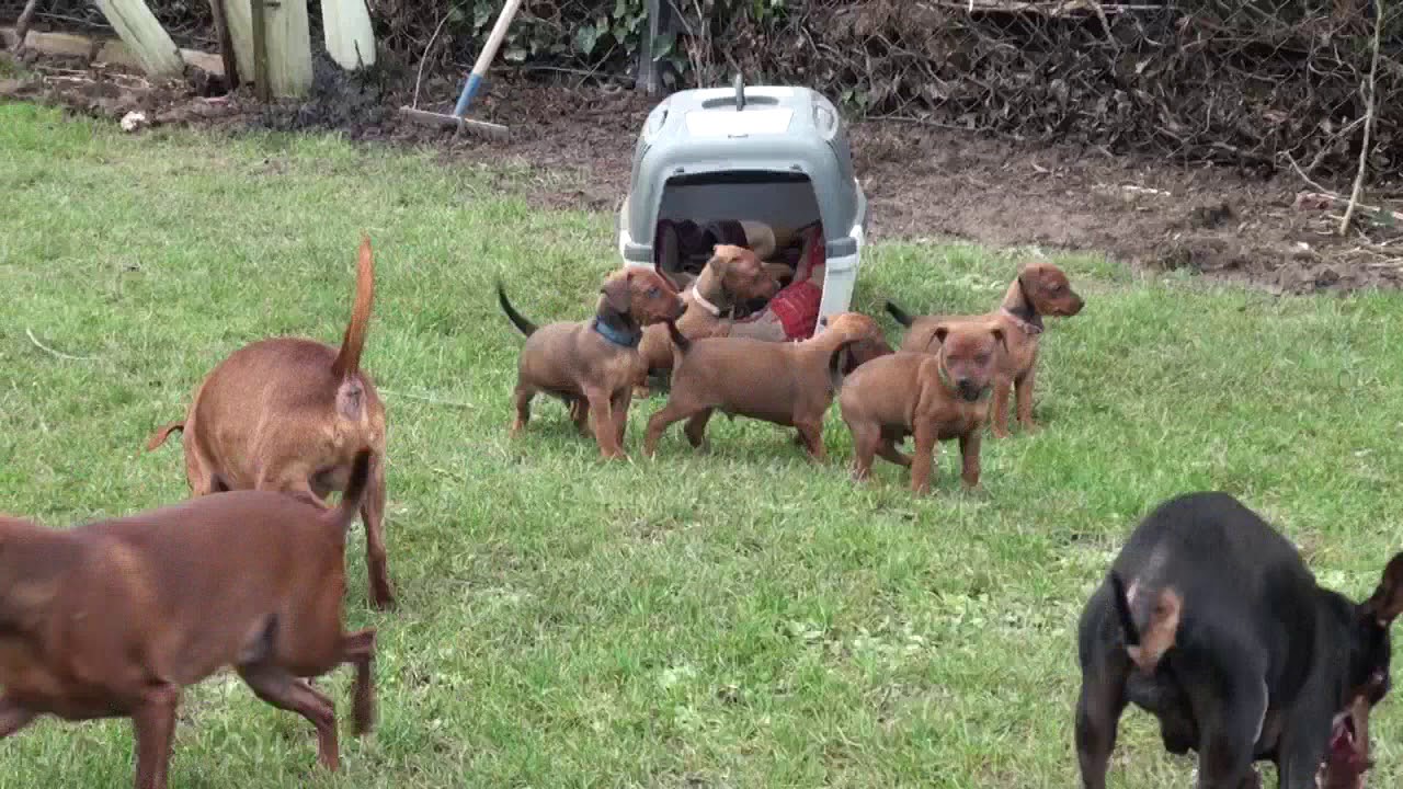 T-Wurf, Krabat & Hazel  - 6 Wochen