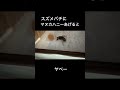 スズメバチを舐めてはいけない #shorts