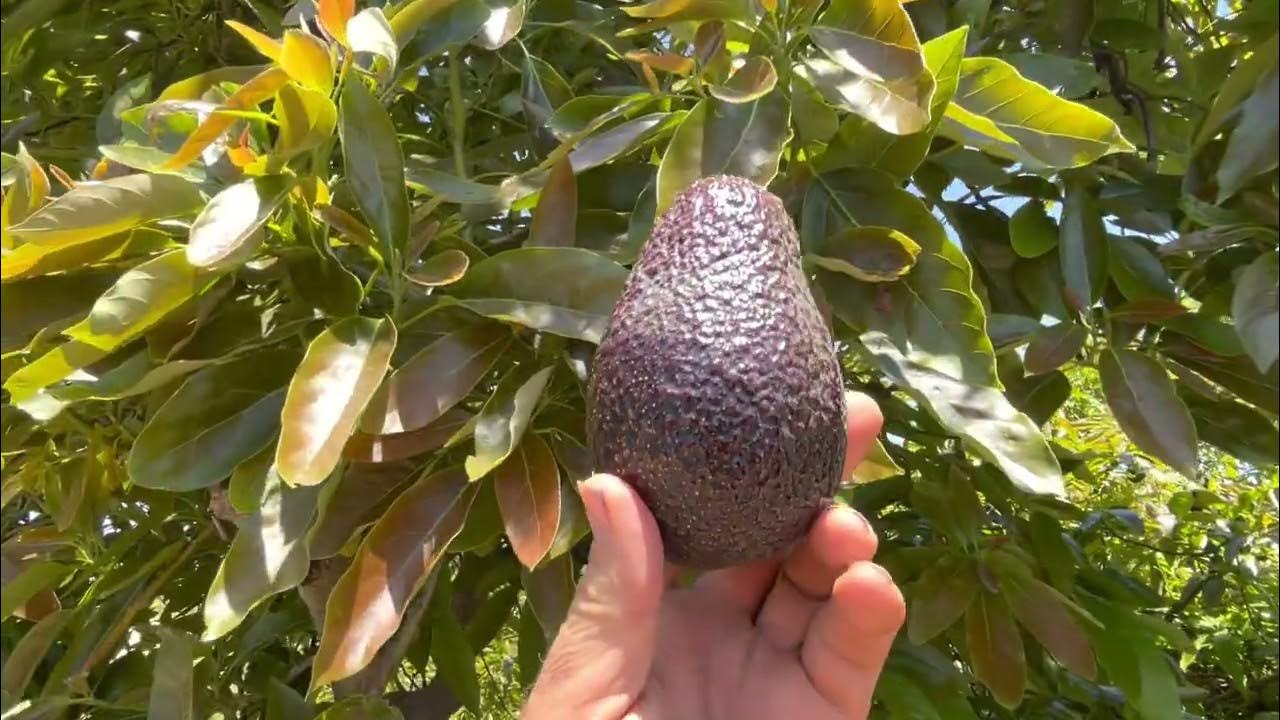 The Lamb Hass Avocado YouTube