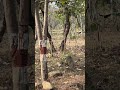 Jungle Trekking Adventure | Peacock, Snake &amp; Grandmother’s Temple in the Hills 🏞️