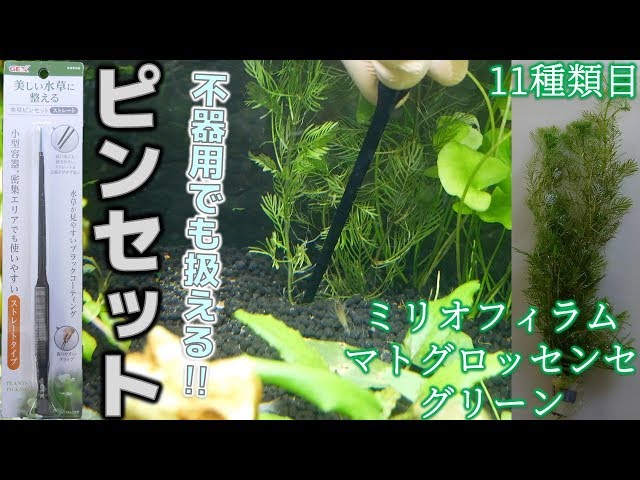 水草】GEXの黒いピンセットは不器用でも扱るのか検証してみた