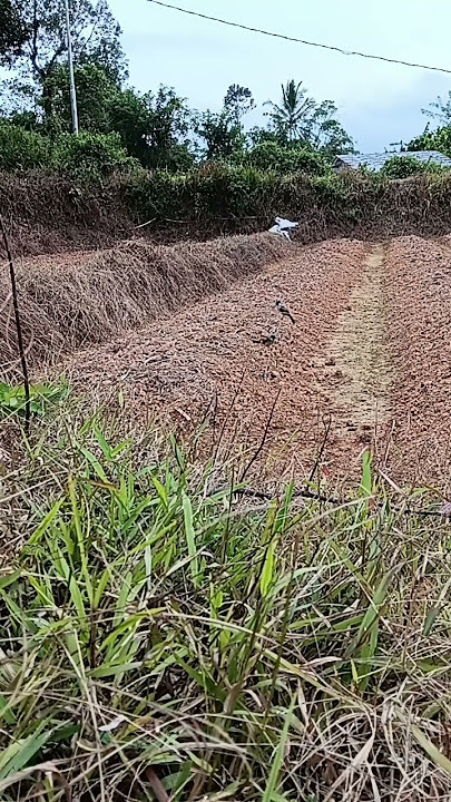 Download lagu kita gas lagi dengan sikompong#burungkutilangpikat #burungkutilang #kutilang