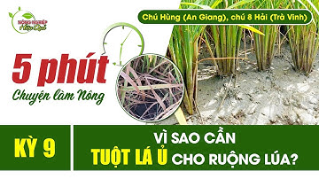 VÌ SAO CẦN TUỘT LÁ Ủ CHO RUỘNG LÚA?