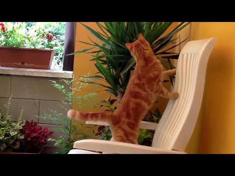 Gatto rosso cerca lucertola in giardino