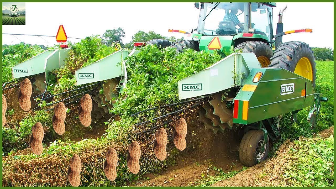 How to Produce and Harvest Peanut in Farm | Modern Agriculture