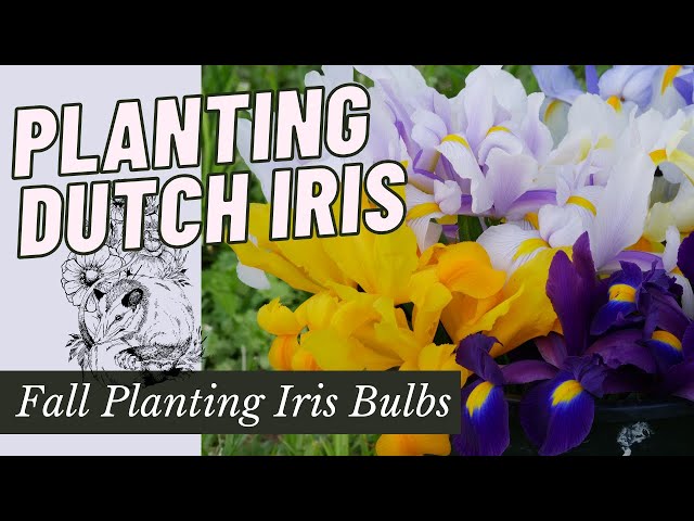 DUTCH IRIS: START TO FINISH // Planting Dutch Iris in the Fall Garden -  YouTube