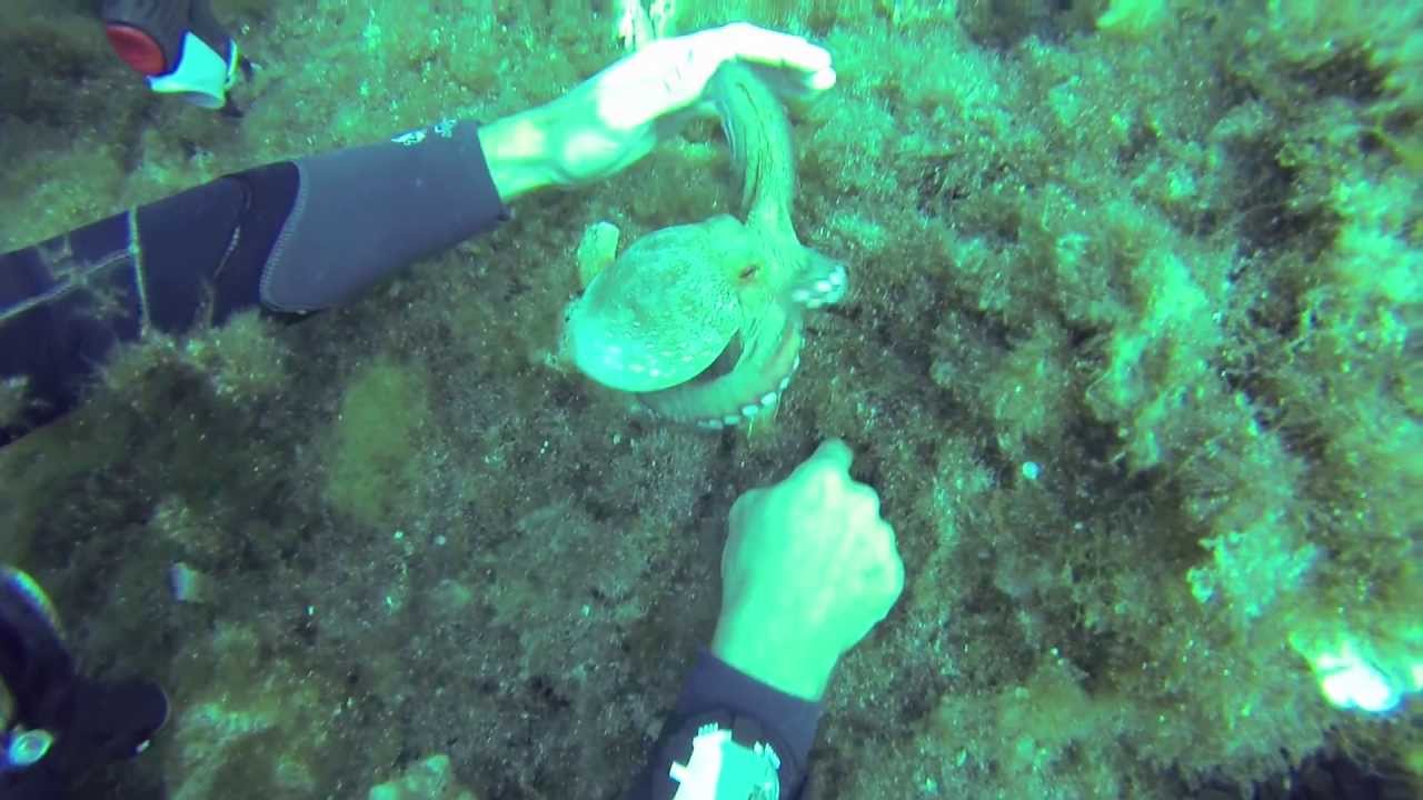 Scuba Diving Sardinia/Sardinien GoPro HD YouTube