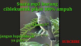 Suara mp3 burung ciblek untuk pikat 100% ampuh