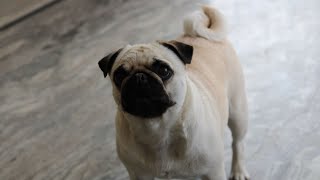 Maximizing the Lifespan of Your Pug A Comprehensive Guide