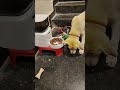 Luna puppy inner voice #funny #cuteanimal #comedy #cutepet #dogcare #doglove