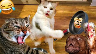 Try Not To Laugh Dogs And Cats   Best Funniest Animal Videos #3