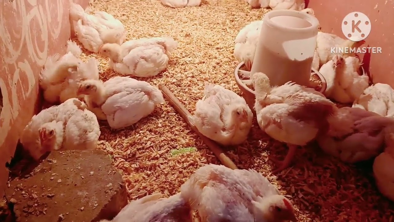 علاج الكساح نتيجه مضمونه 100%خلال يومين😳