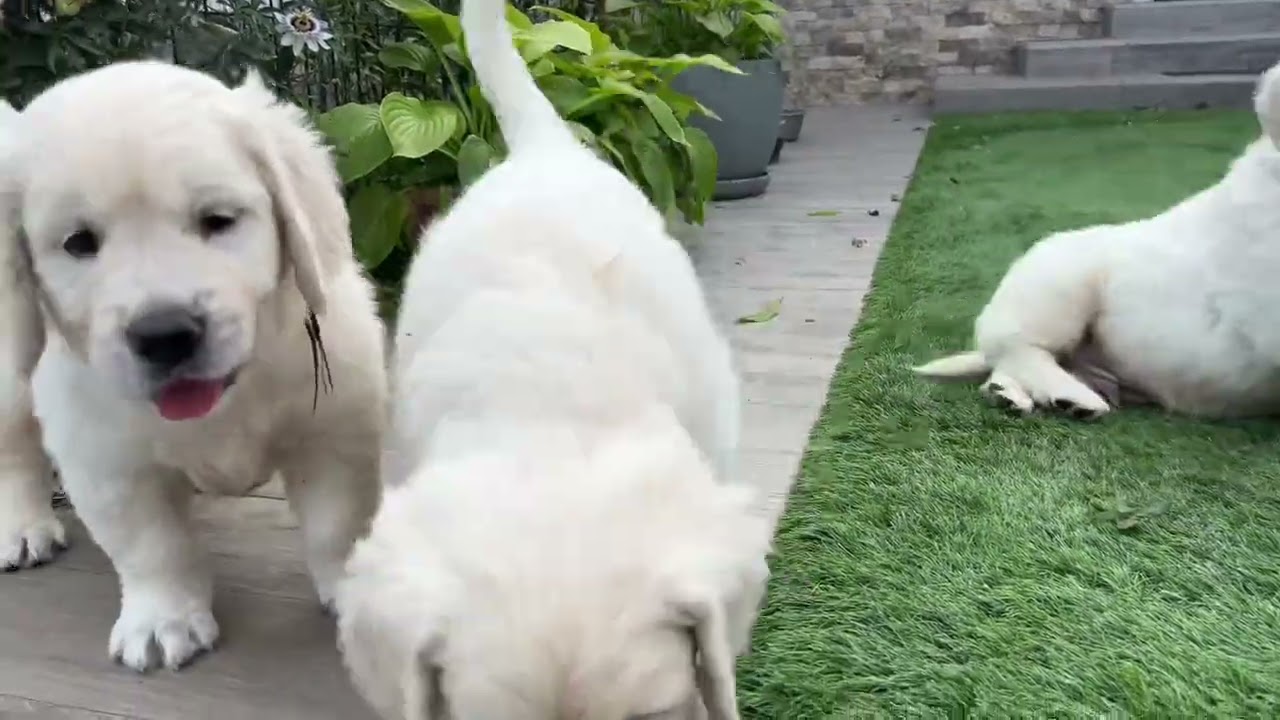 Karma and Hugo puppies, 6,5 weeks old Golden Retriever pups in Clear Passion kennel