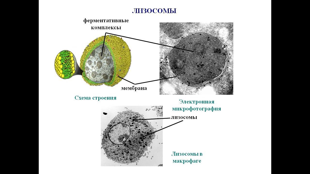 Строение органоида лизосомы