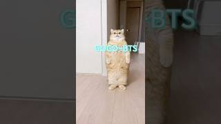💸#GOGO#고민보다Go#BTS#CAT