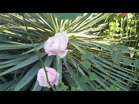 Улица Добролюбова. Так