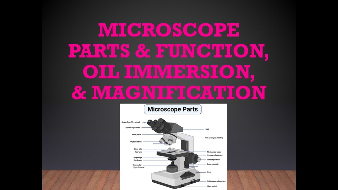 Microscope Parts, Oil Immersion, & Magnification YouTube