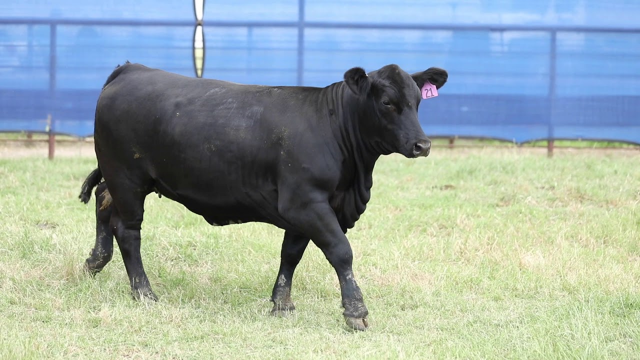 Warner Tag 21 YouTube