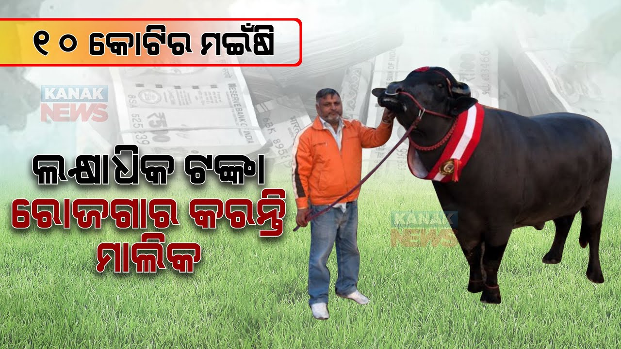 Special Report: Buffalo 'Golu' Worth Rs 10 Crore | Know How Owner Earns In Lakh