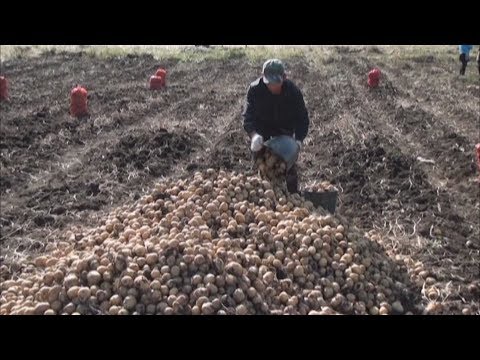 Video: İyun Ayına Qədər Kartof Yığımı