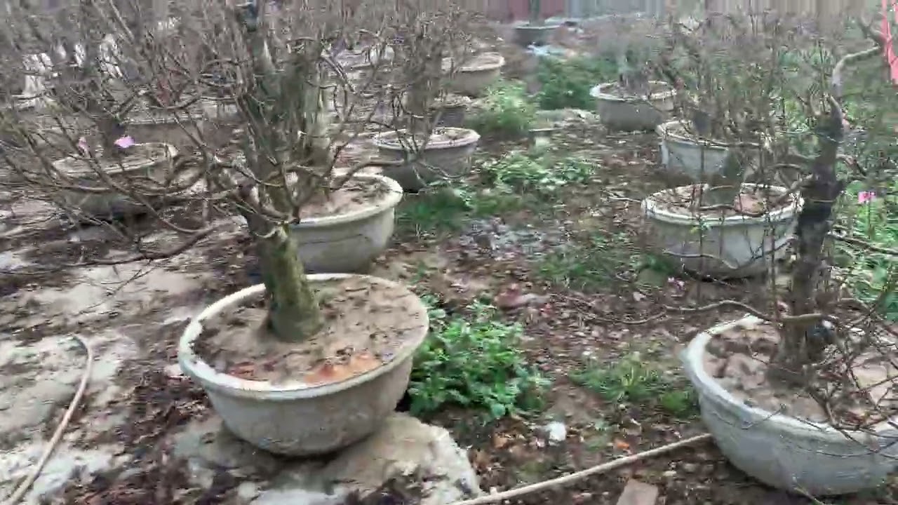 ngày 17 tháng 1, 2026