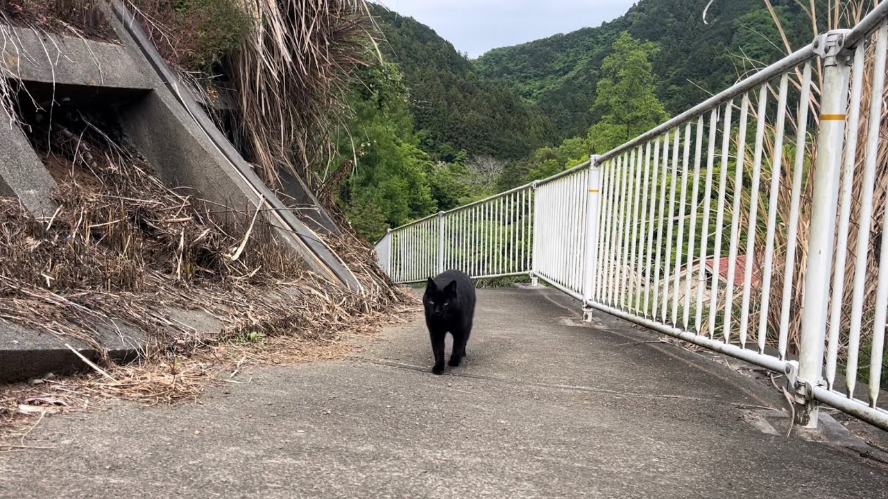 坂道で追いかけてくる黒ねこちゃん No.1180 2026年 5月 6日