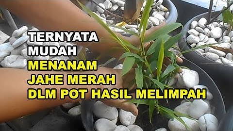 GT-PM #13 Cara Menanam Jahe Merah Dalam Pot. Ternyata Mudah & Hasil Melimpah.