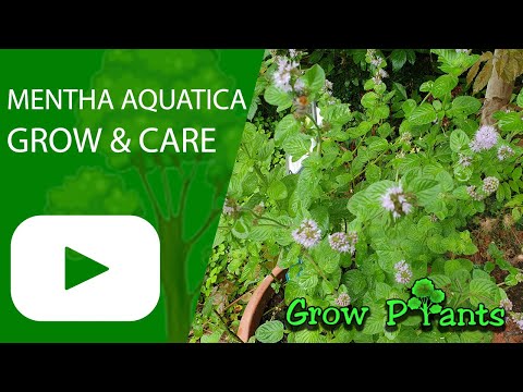 Mentha aquatica - grow & care (Water Mint)