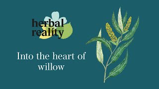 Willow (Salix alba): A valuable medicine for rheumatic conditions